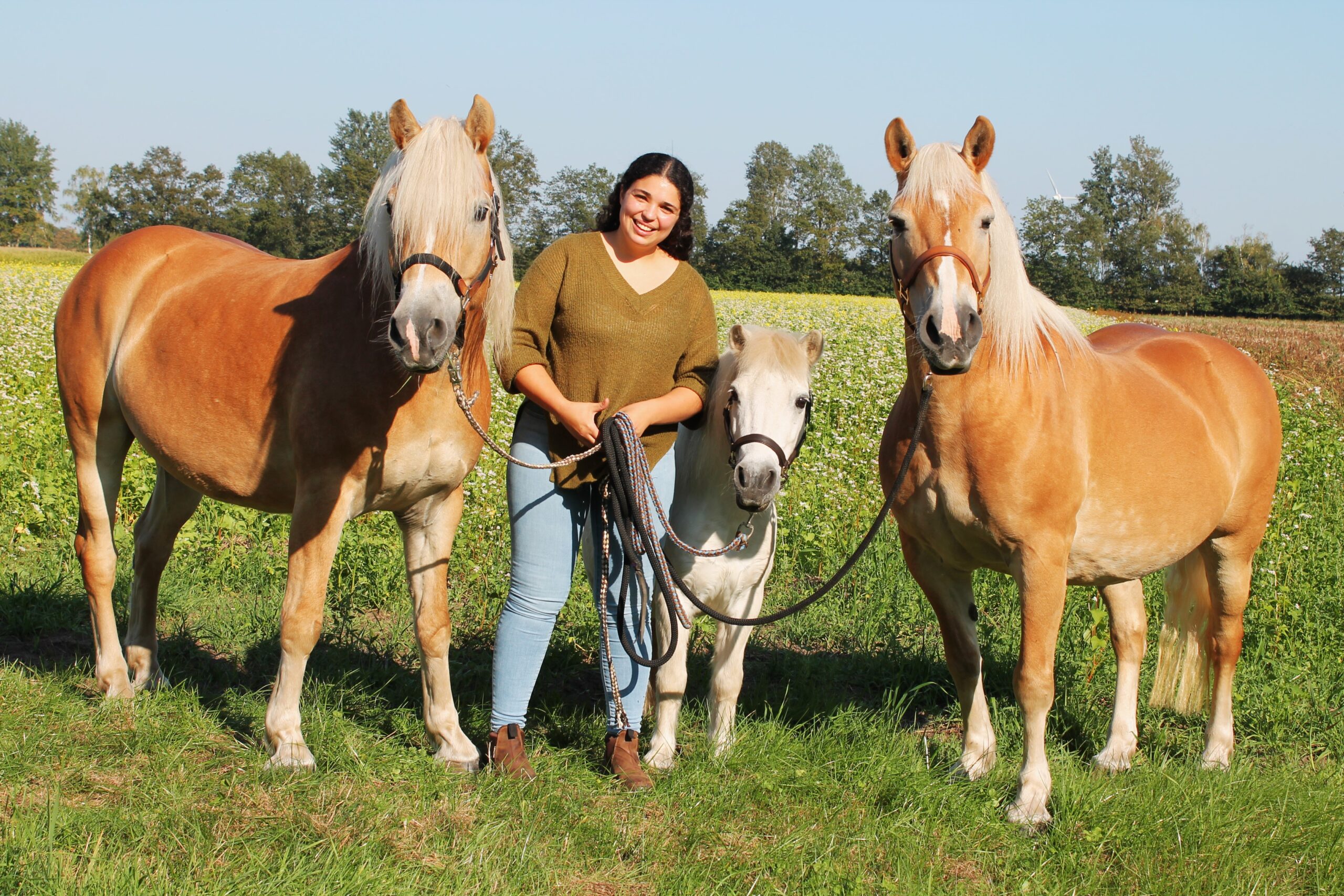 Pferdephysiotherapie Bodenarbeit Pferde